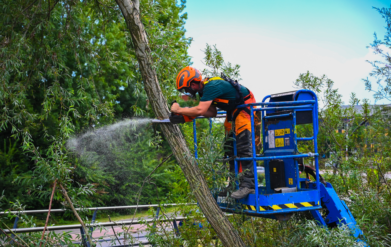 ETW european tree worker