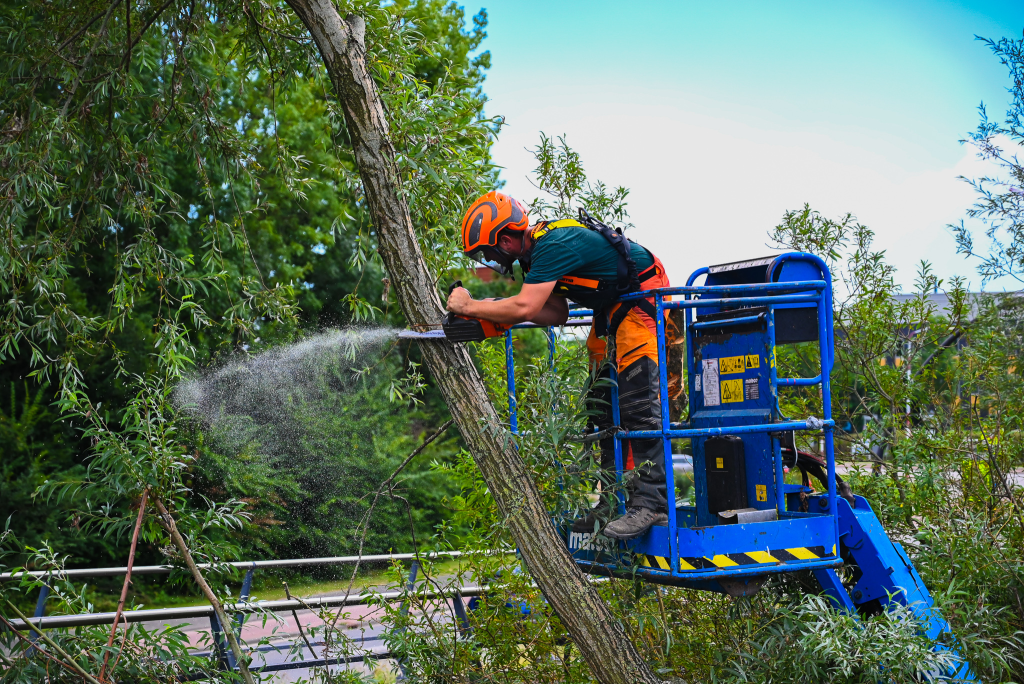 ETW european tree worker