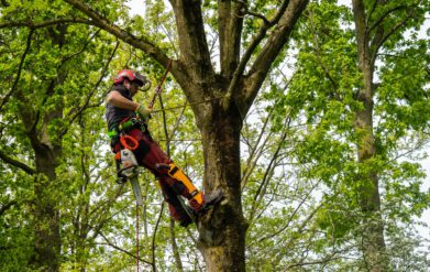 Boomverzorger vacatures Baneninhetgroen