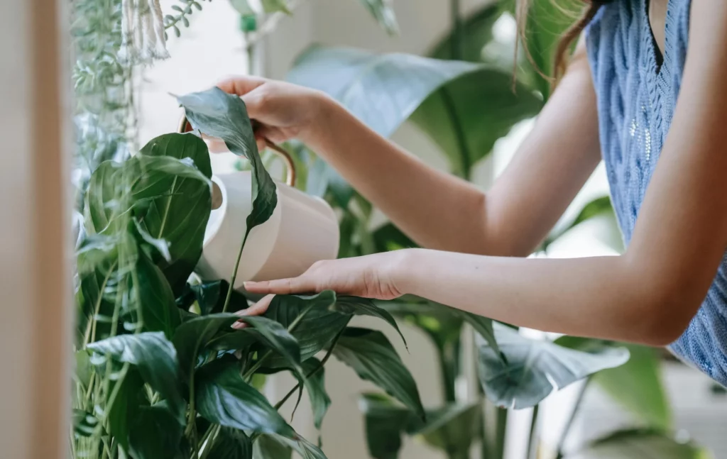 Medewerker interieurbeplanting