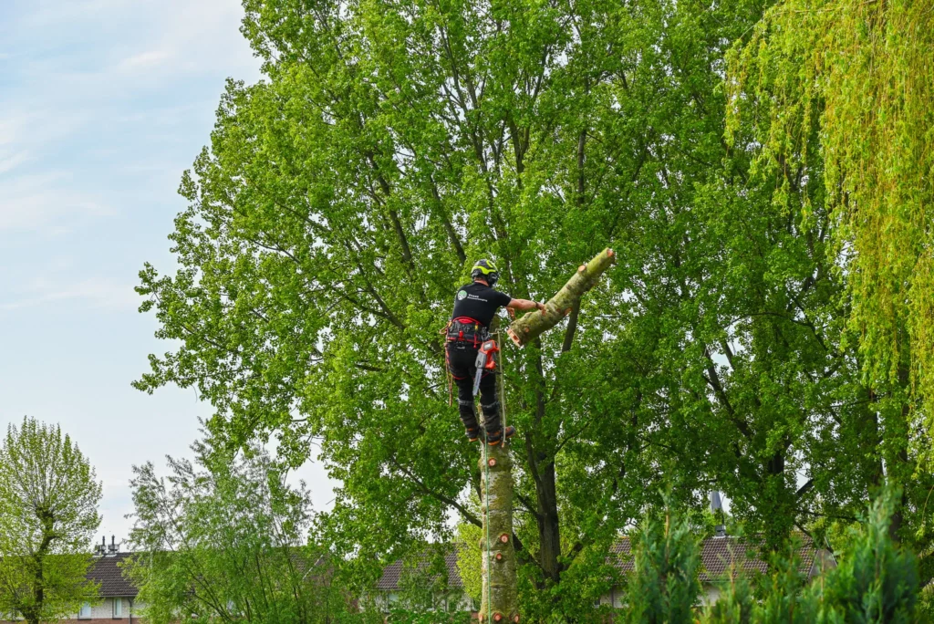 personeel boomverzorging