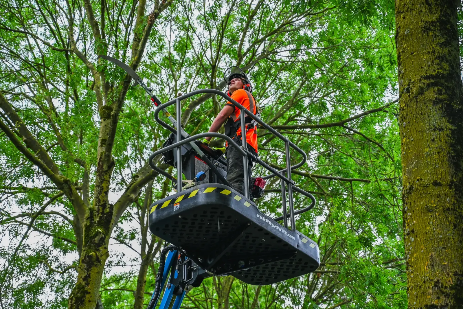 Werken als Boomverzorger (3)