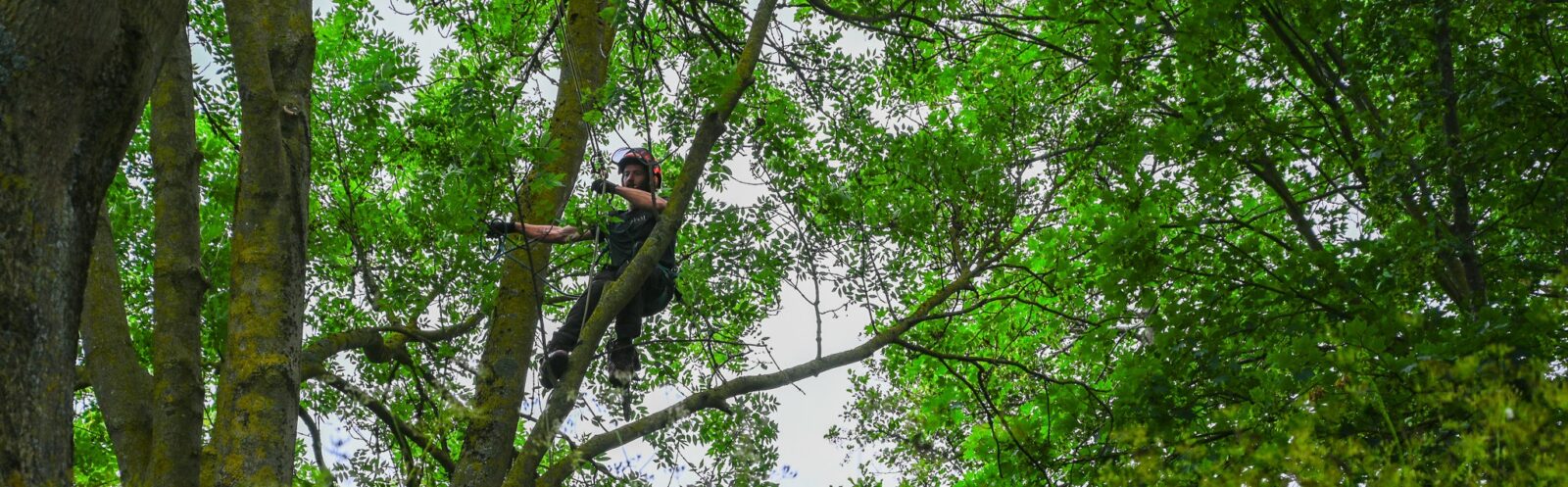 Boomverzorger in Huizen